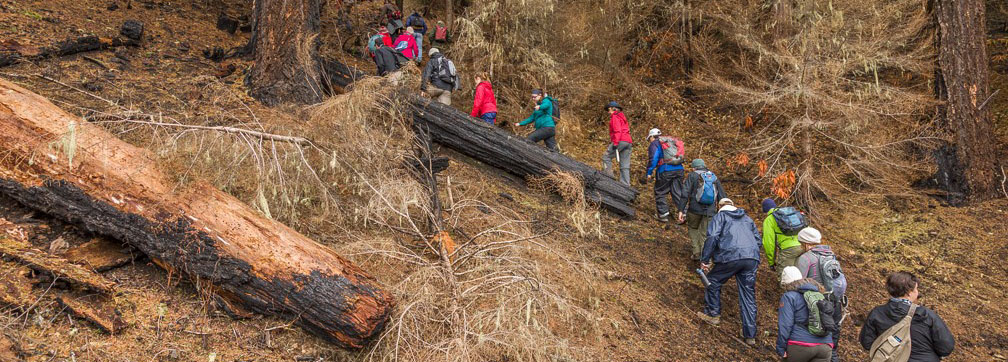 people hiking in a post-fire landscape