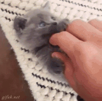 cute cat gif